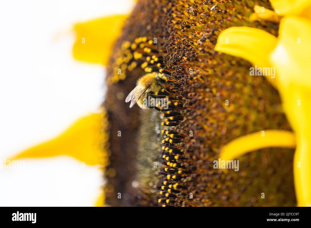 Abeille carder commune collectant le pollen du tournesol géant - royaume-uni Banque D'Images