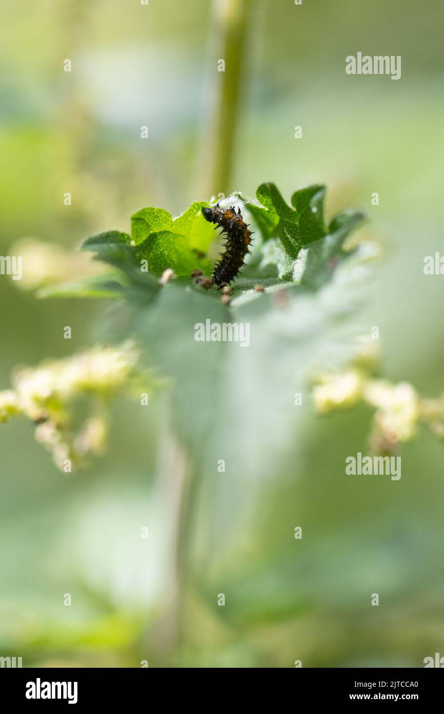Peacock Butterfly caterpillar (Aglais io) sur les nettles - Royaume-Uni Banque D'Images