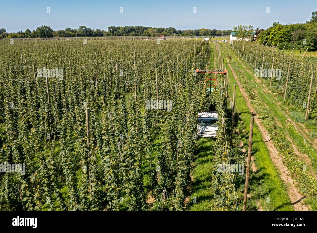 Baroda, Michigan - Une équipe mexicaine-américaine récolte du houblon à Hop Head Farms, dans l'ouest du Michigan. La machine de coupe rouge coupe les cordes sur lesquelles le saut v Banque D'Images