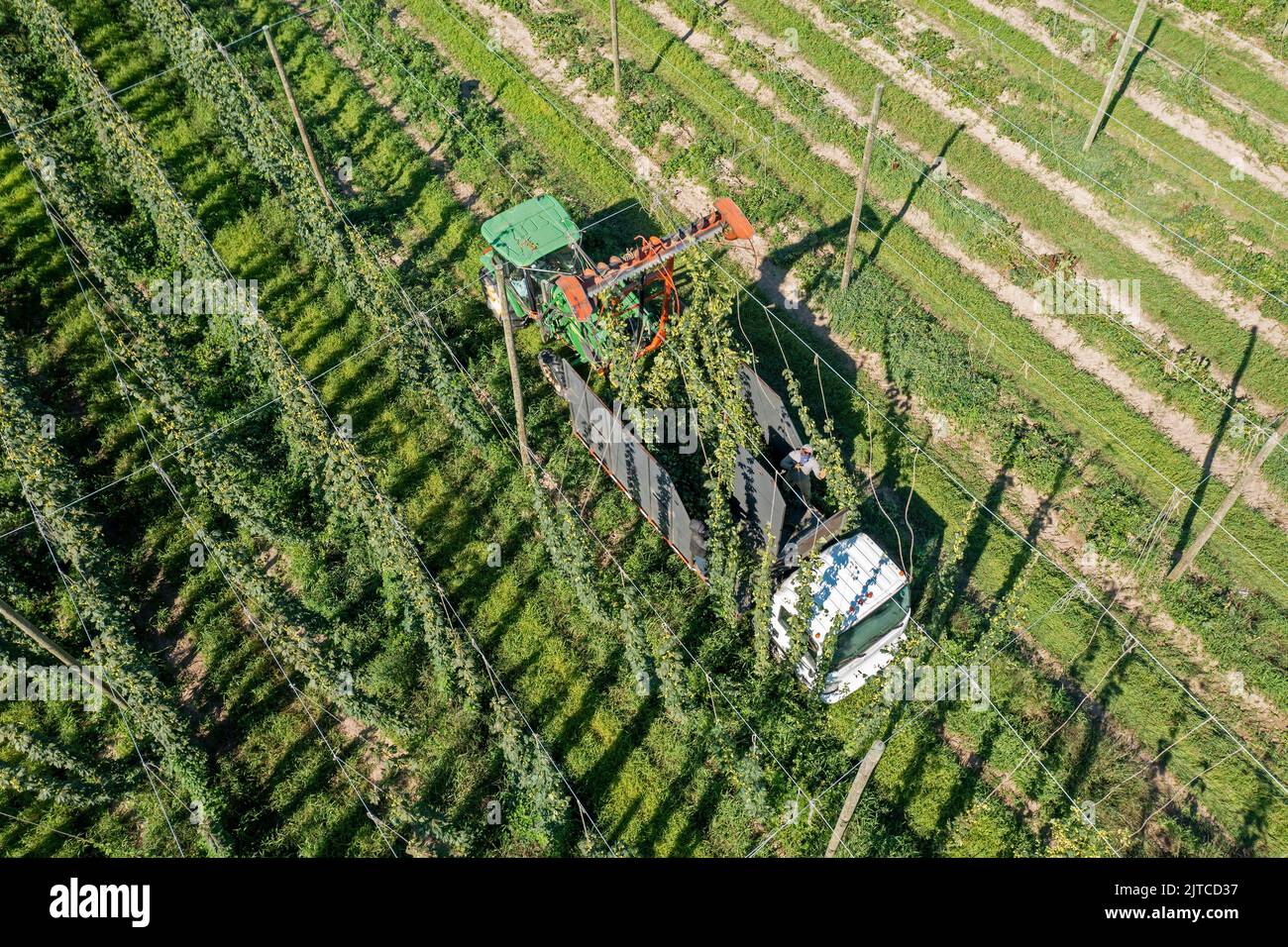 Baroda, Michigan - Une équipe mexicaine-américaine récolte du houblon à Hop Head Farms, dans l'ouest du Michigan. La machine de coupe rouge coupe les cordes sur lesquelles le saut v Banque D'Images