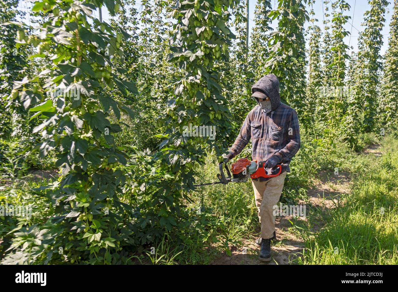 Baroda, Michigan - Un travailleur Mexico-américain aide à la récolte du houblon dans les fermes Hop Head, dans l'ouest du Michigan. Il coupe le fond des vignes et une corde Banque D'Images