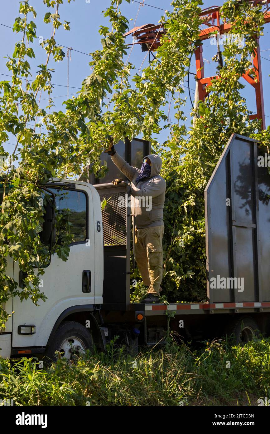 Baroda, Michigan - Une équipe mexicaine-américaine récolte du houblon à Hop Head Farms, dans l'ouest du Michigan. La machine de coupe rouge coupe les cordes sur lesquelles le saut v Banque D'Images