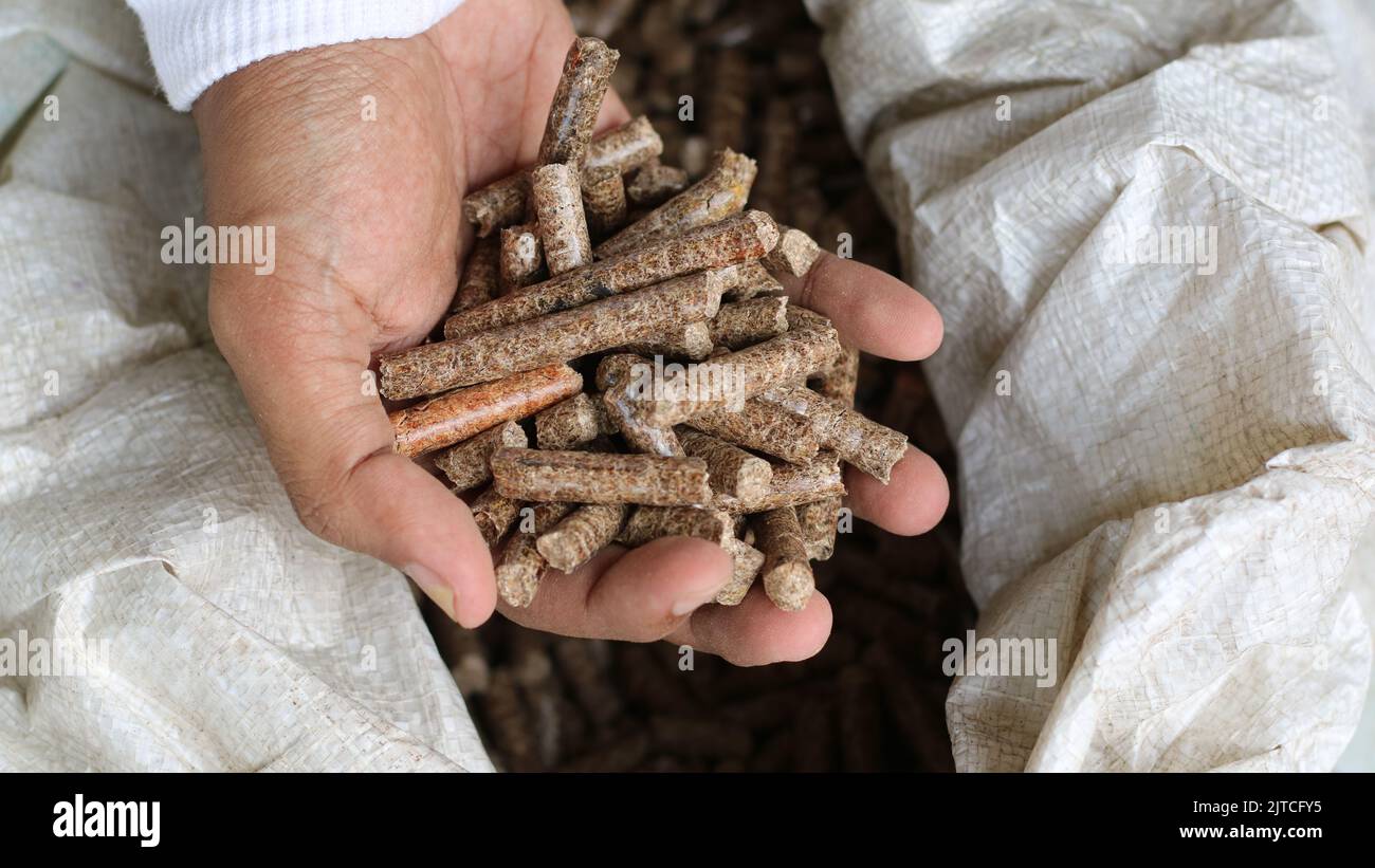 Main d'un homme cultivé tenant une pastille de bois Banque D'Images