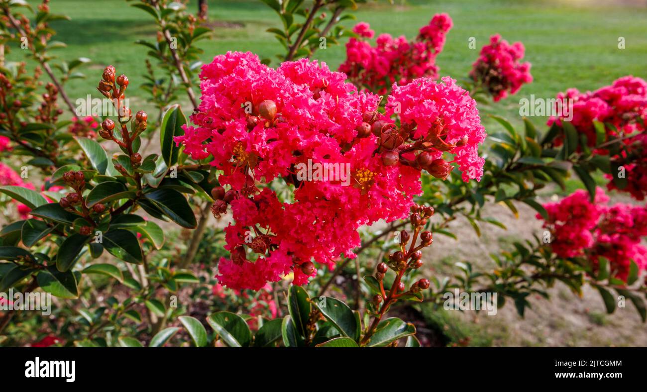 Lagerstroemia rouge 'Tuscarora' ou myrte de colza 'Tuscarora' avec fleurs rouges à roses de corail en fleur à RHS Garden, Wisley à la fin de l'été jusqu'au début de l'automne Banque D'Images