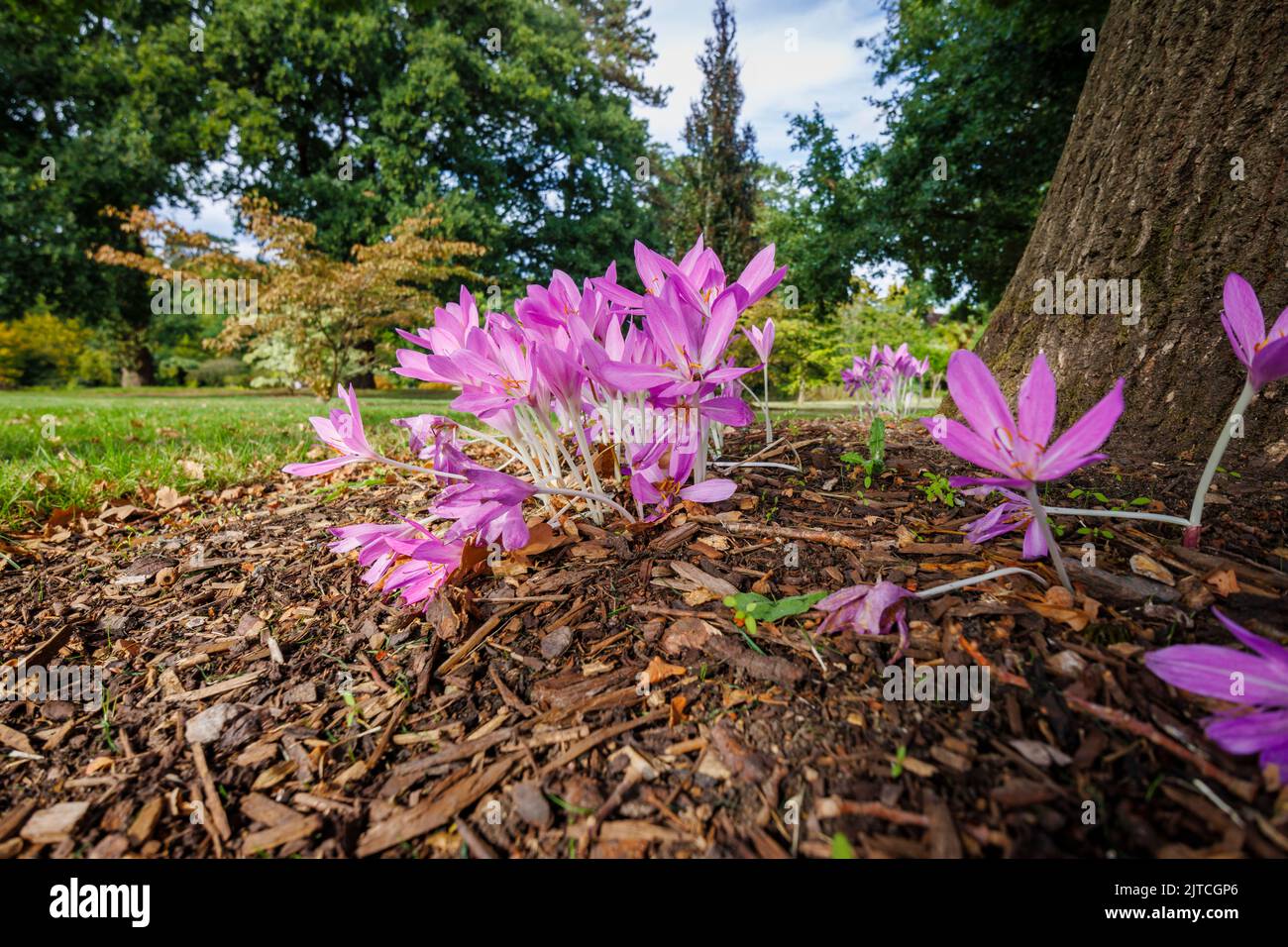 Violet délicat Colchicum giganteum 'Giant' (crocus d'automne) en fleur de la fin de l'été au début de l'automne dans RHS Garden, sagement, Surrey, sud-est de l'Angleterre Banque D'Images