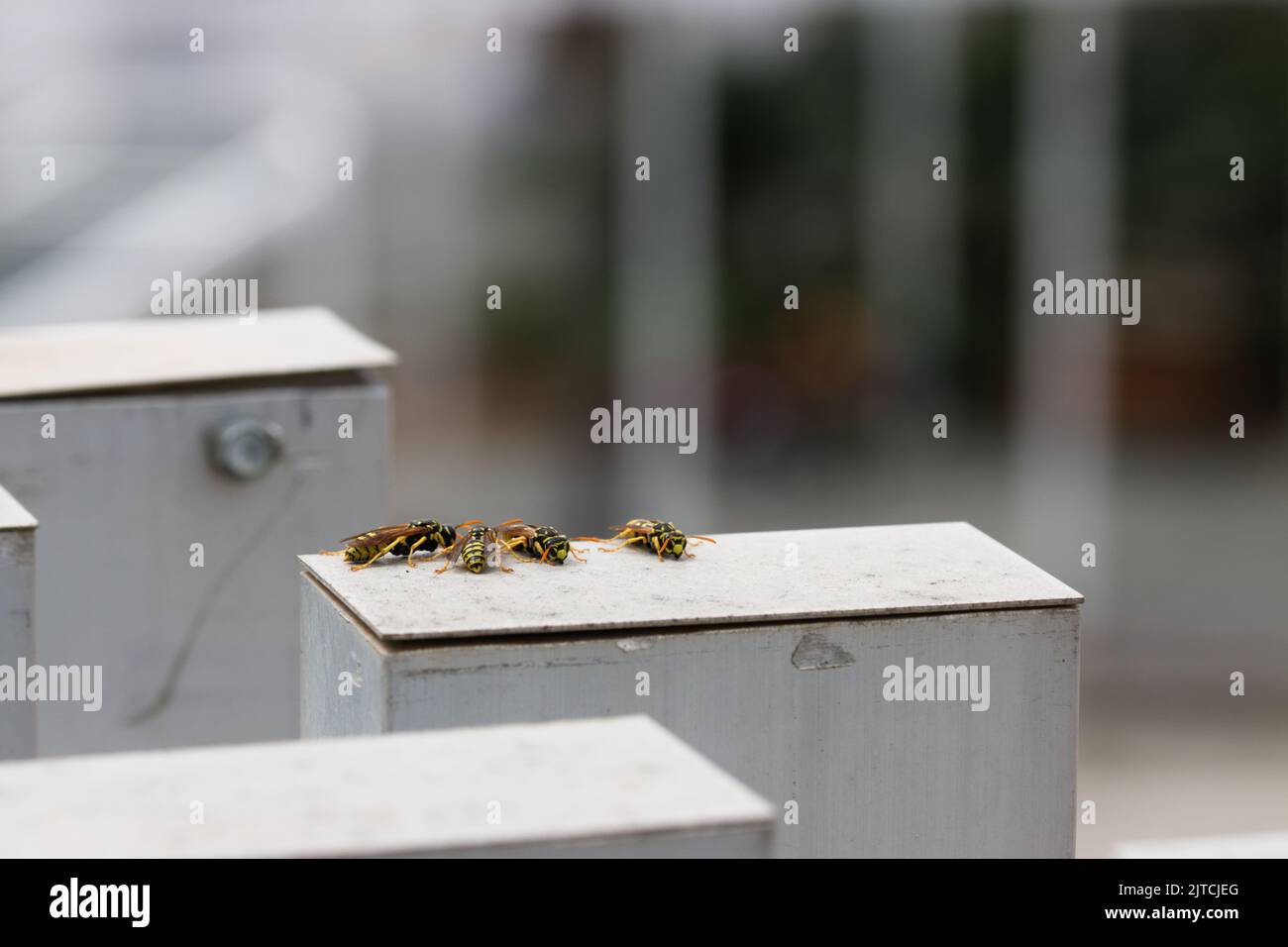 Image de plusieurs guêpes courantes (Vespula vulgaris) rassemblées sur des colonnes métalliques isolées de l'environnement. Image avec espace de copie Banque D'Images