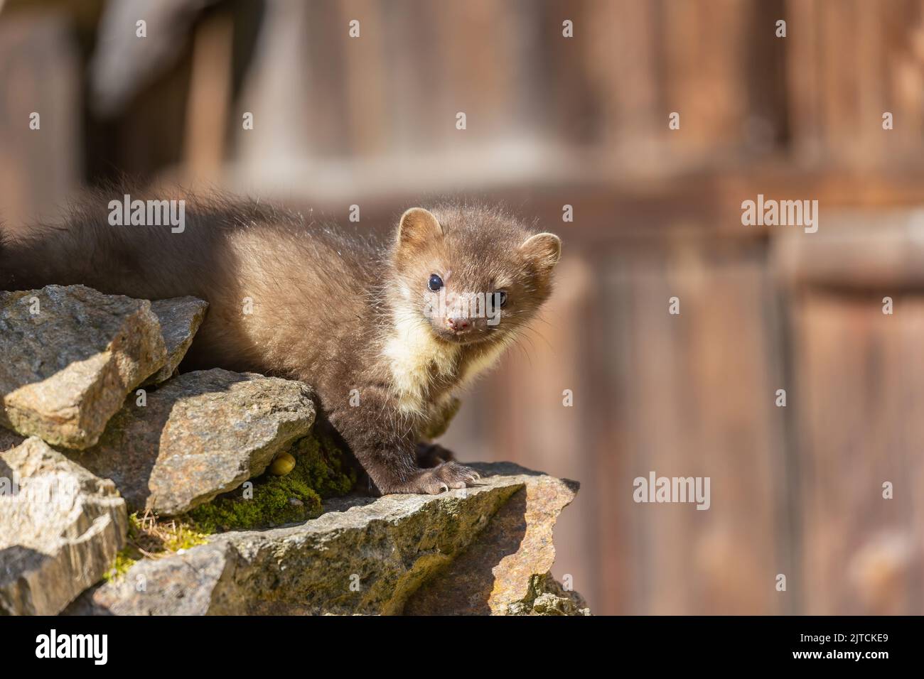 Jeune martre mignon posant sur un vieux bâtiment en bois regardant la caméra. Horizontalement. Banque D'Images