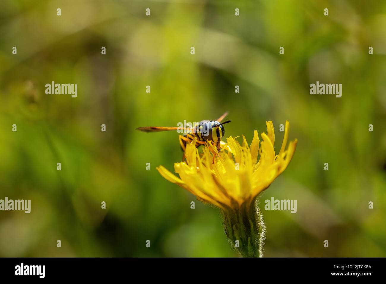 Photo macro de Wasp assise sur une fleur jaune. Horizontalement. Banque D'Images