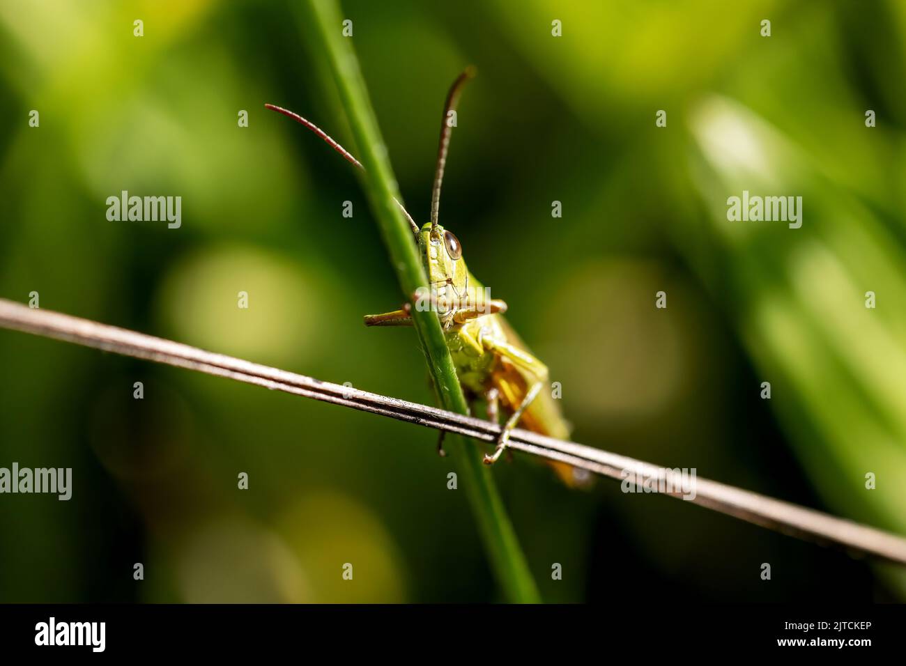 Photo macro de la sauterelle des prés se cache derrière une tige d'herbe. Horizontalement. Banque D'Images