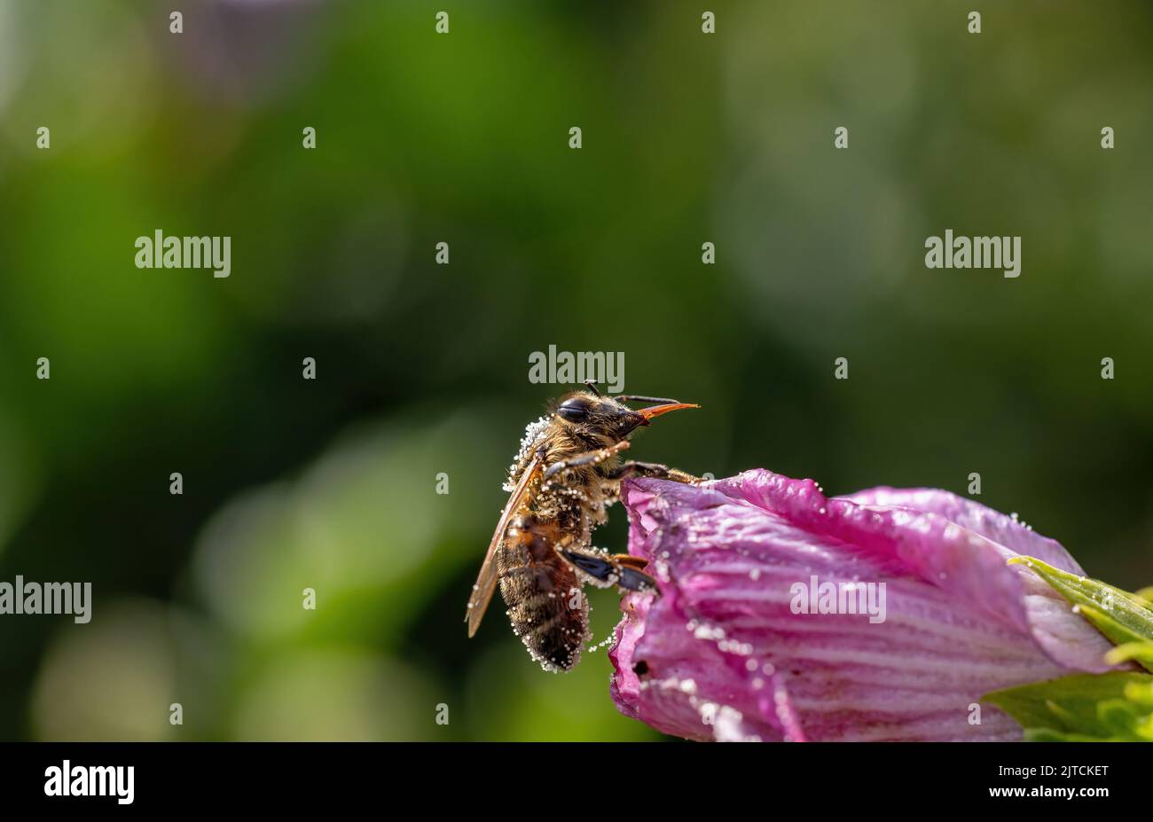 Photo macro de l'abeille avec le sucer étendu sur la fleur d'Hibiscus. Horizontalement. Banque D'Images