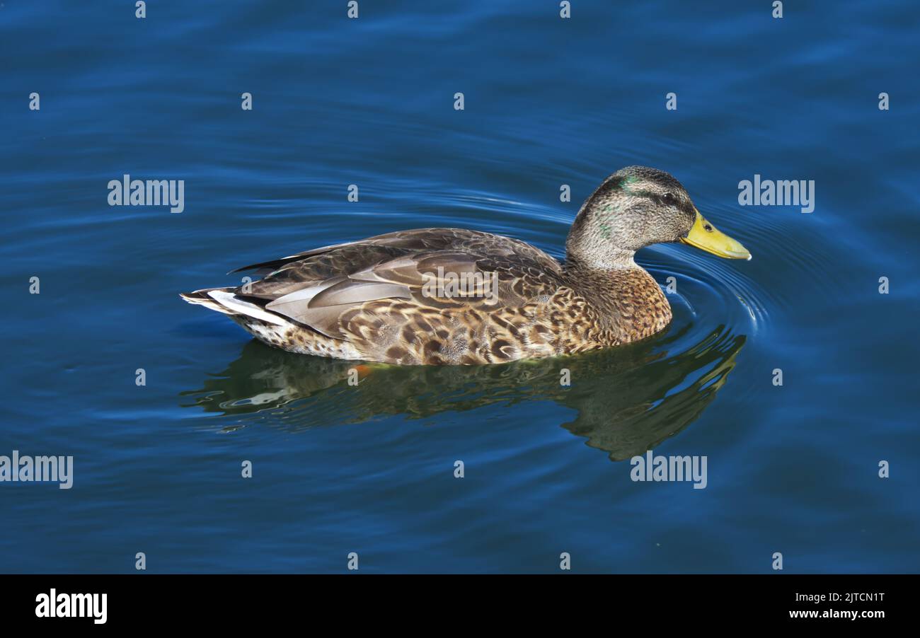 Femelle de canard colvert sauvage nageant sur un étang sous le soleil d'été. Banque D'Images