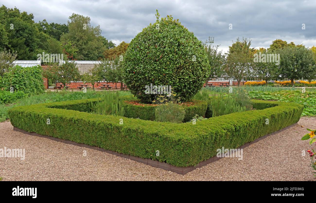 Box Hedge Grappenhall parois Garden, Grappenhall Heys, Warrington, Cheshire, Angleterre, ROYAUME-UNI Banque D'Images