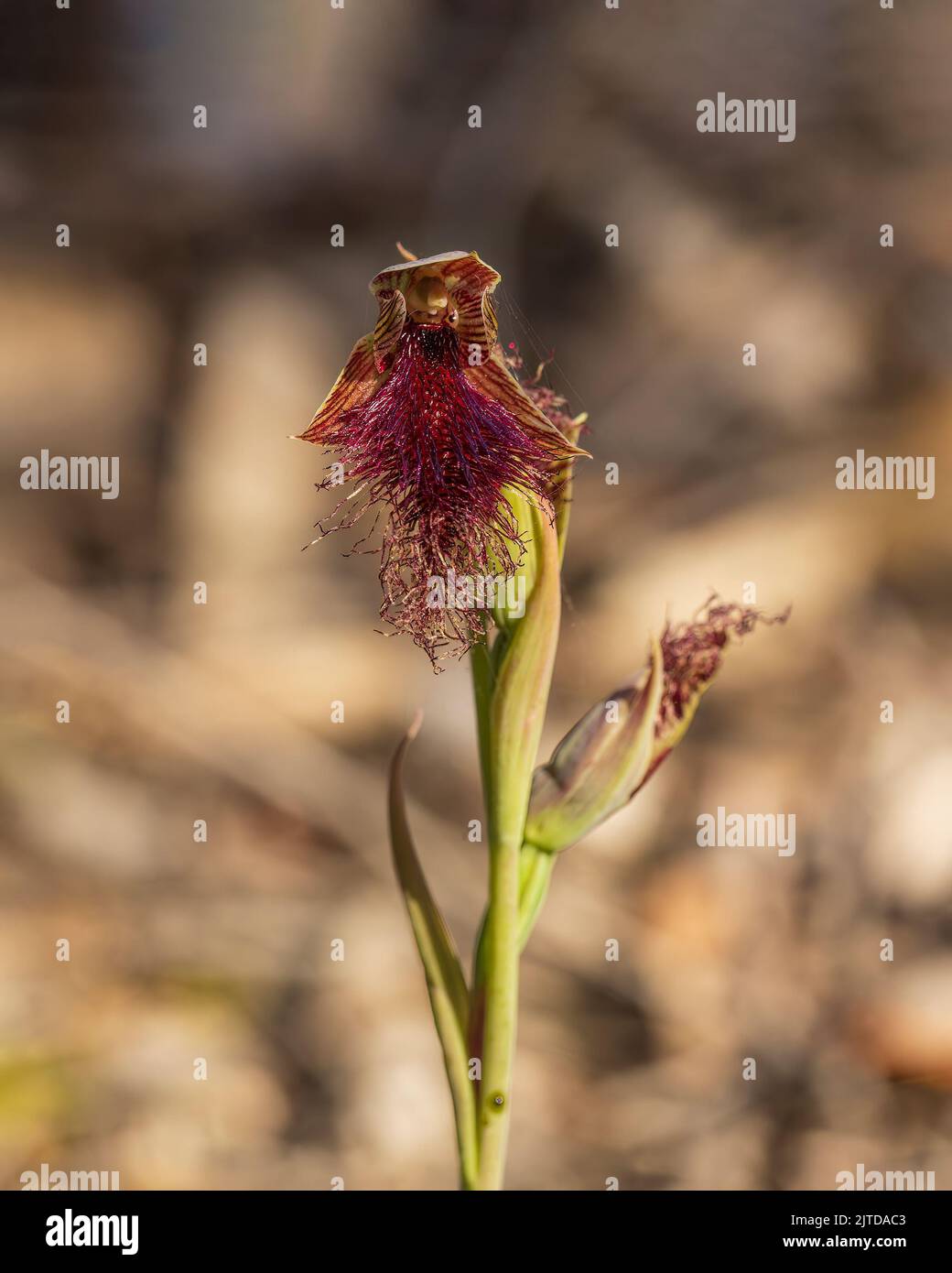 L'Orchid de la barbe pumplistée (Calochilus robertsonii) possède une seule feuille vert foncé et jusqu'à neuf fleurs vertes à brunes avec des rayures rougeâtres ou violatives Banque D'Images