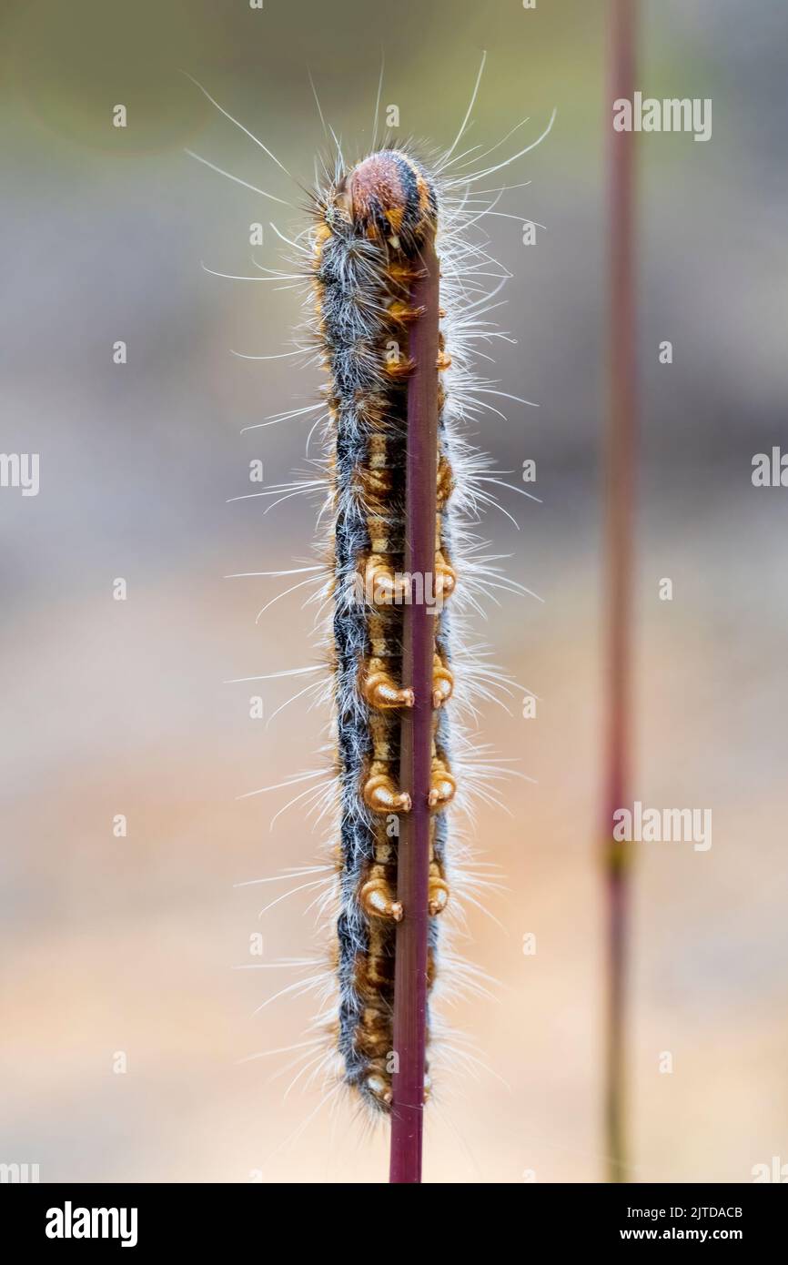 Une vue latérale d'une longue chenille poilue identifiée comme appartenant à la tribu « Lasiocampini » Banque D'Images