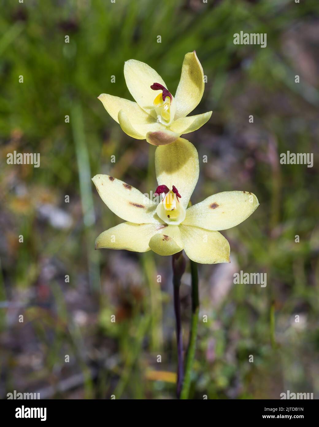 Orchidée de soleil aux oreilles de lapin (Thelymitra antennifera) Banque D'Images