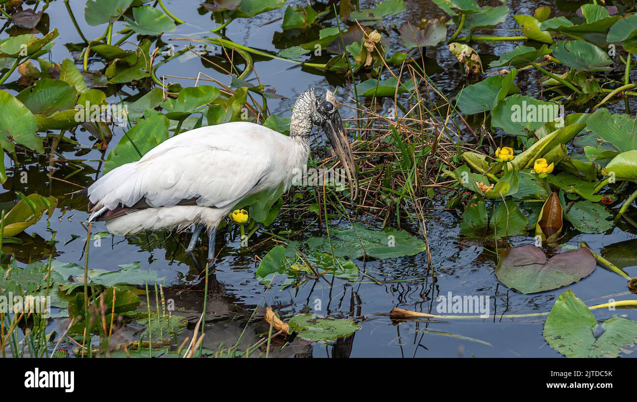 Une cigogne de bois se nourrissant le long de la piste Anhinga dans le parc national des Everglades, Floride, États-Unis. Banque D'Images