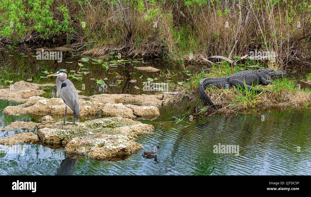 Un alligator américain et un grand héron bleu sur la piste Anhinga dans le parc national des Everglades, Floride, États-Unis. Banque D'Images