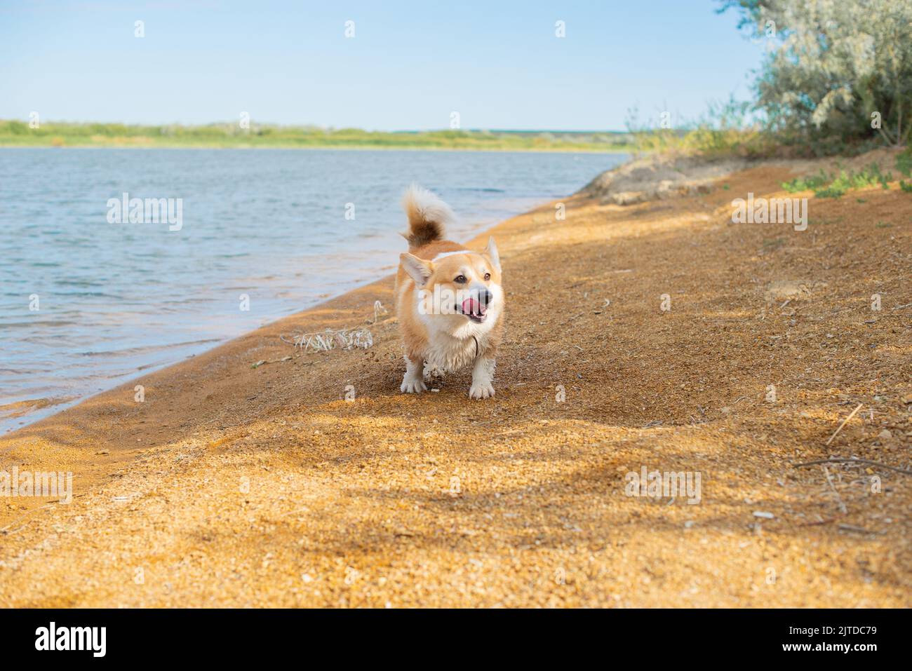 corgi marche le long de la plage au bord de la rivière Banque D'Images