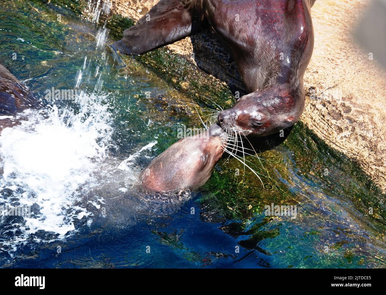 Deux phoques jouant dans la piscine du zoo Banque D'Images
