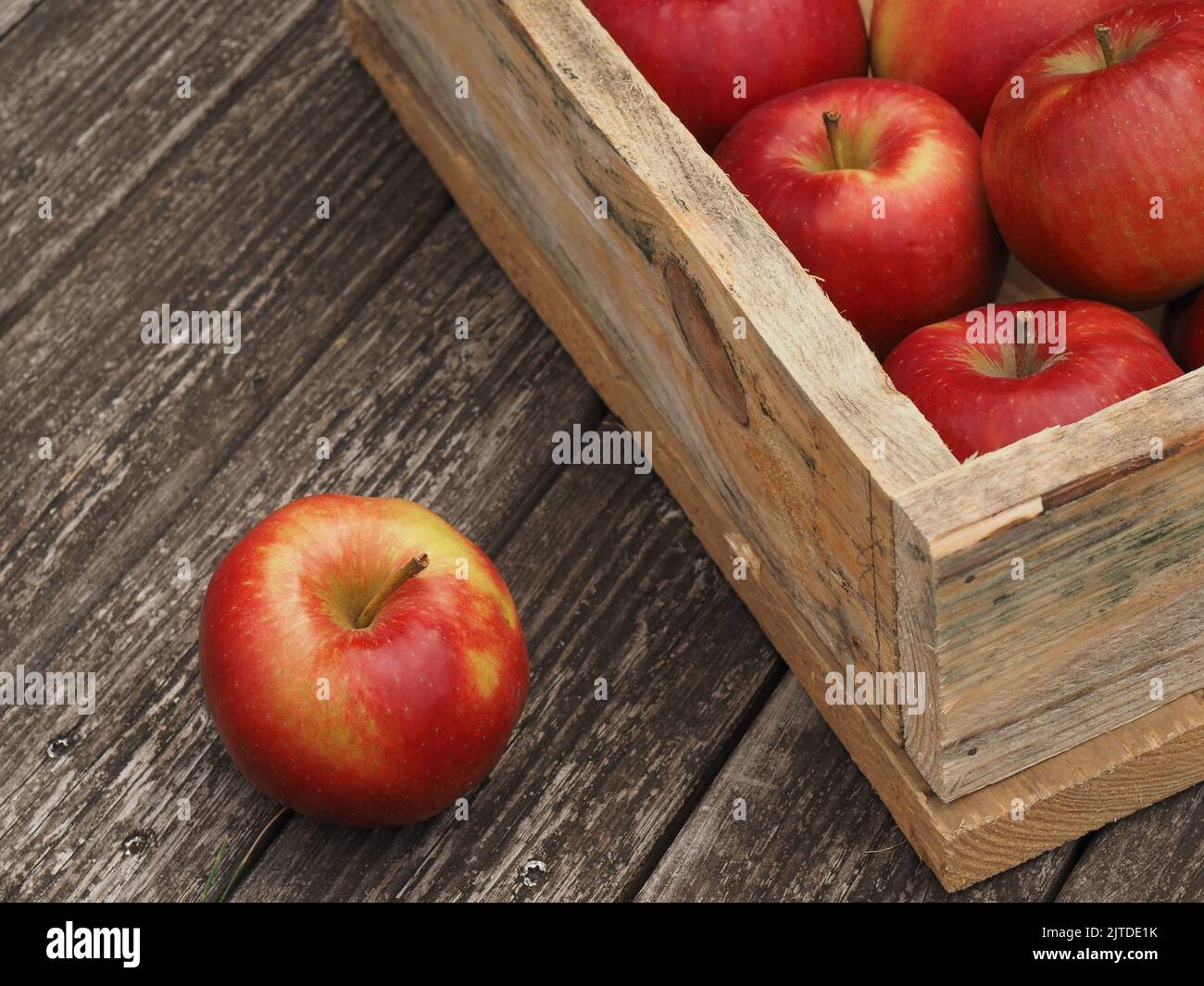 Pommes biologiques rouges fraîches dans une boîte en bois après récolte, alimentation saisonnière, concept agricole Banque D'Images