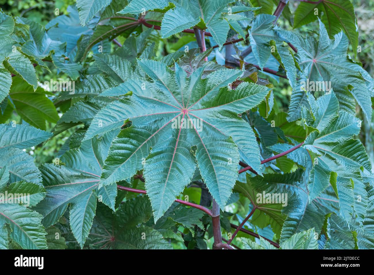 ricin haricot plante feuille vue rapprochée en plein air Banque D'Images