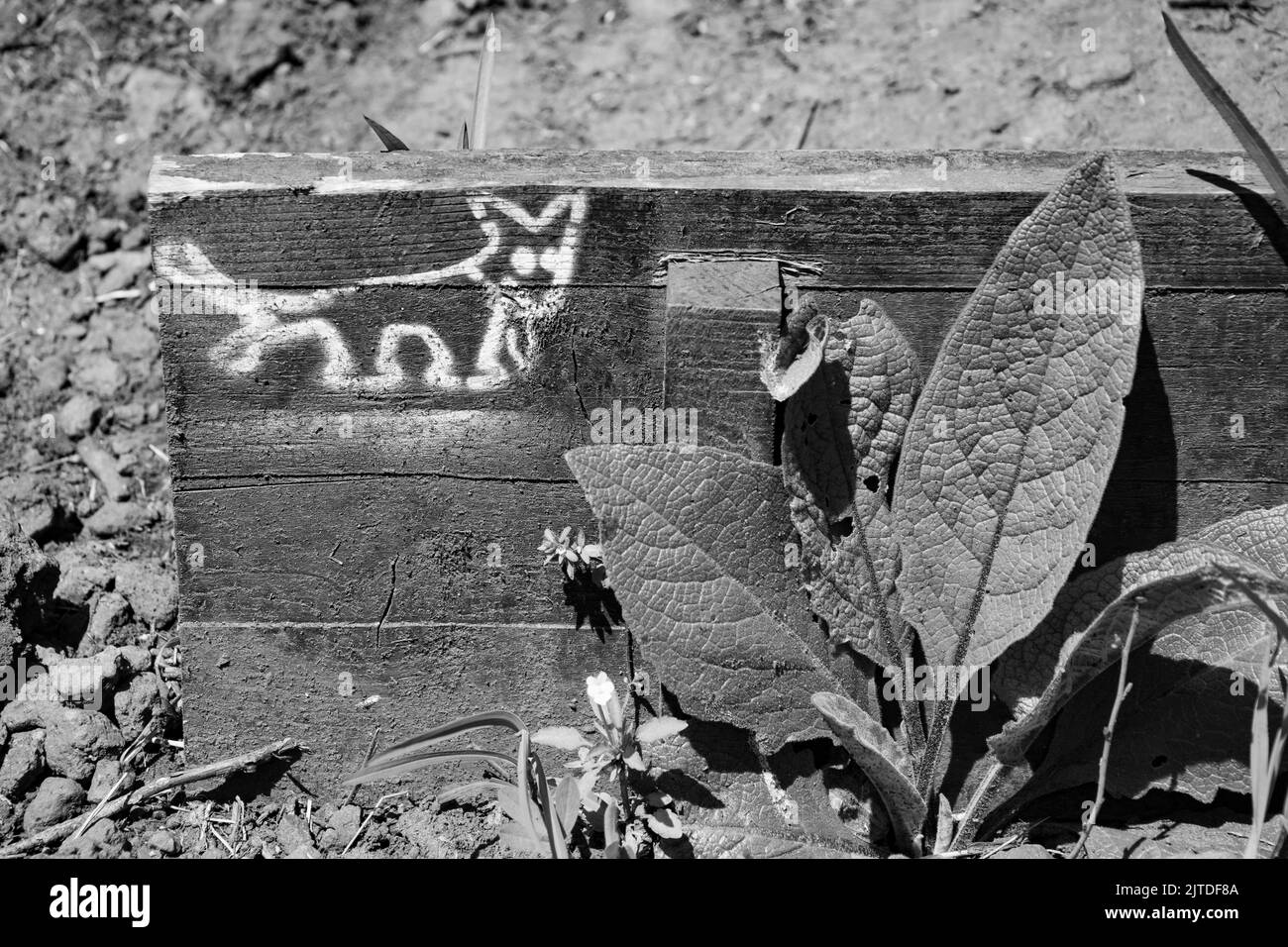 marche en bois sur le sentier de randonnée Banque D'Images