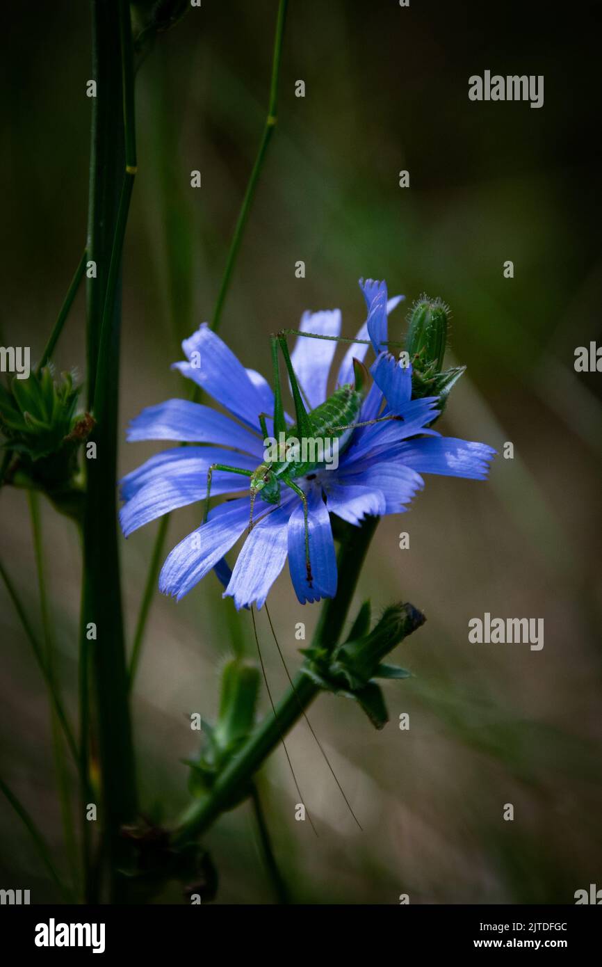 Sauterelle assise à l'intérieur de fleurs sauvages bleues Banque D'Images