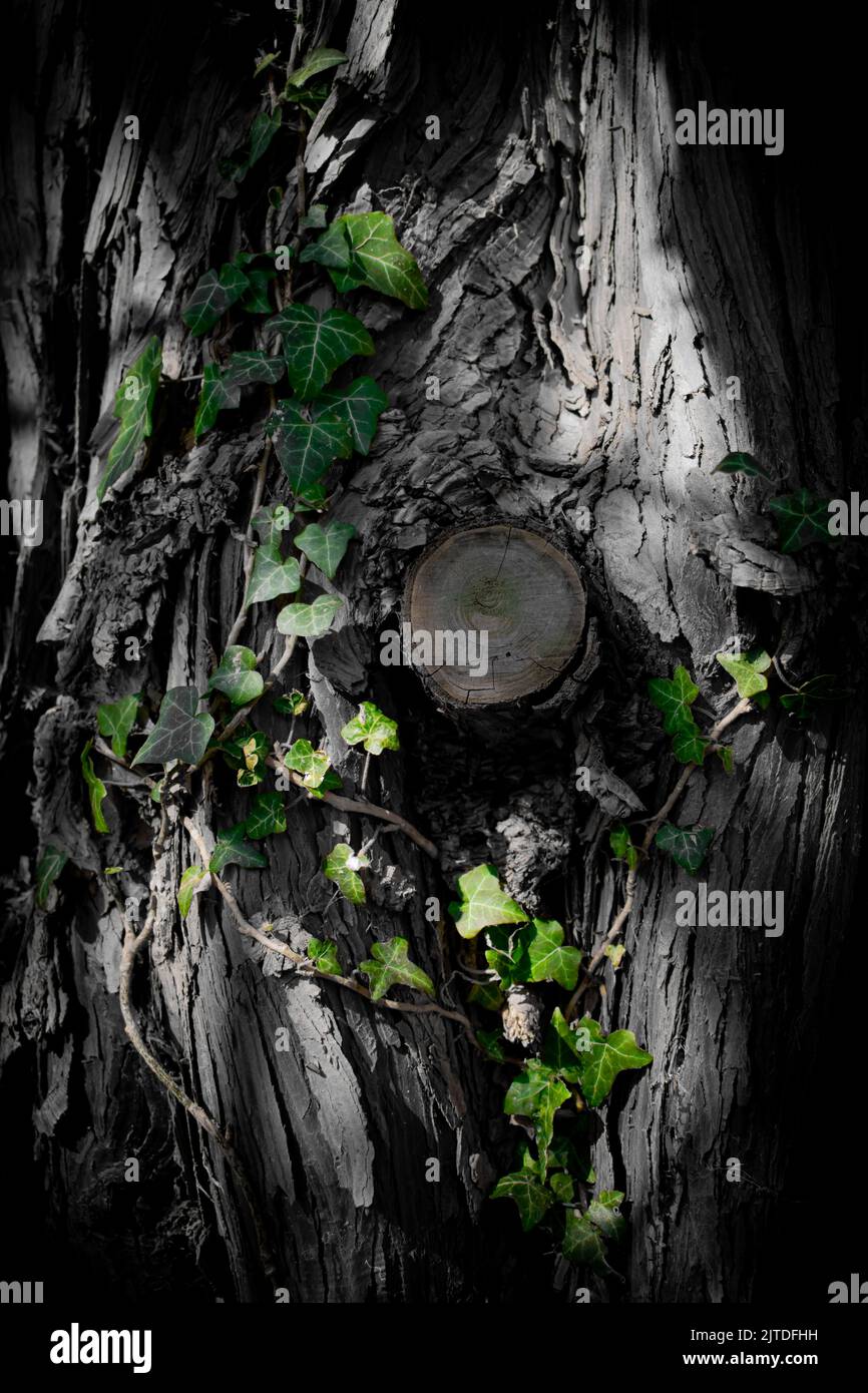 Arbre vert ivy dans le style de sélection de couleur Banque D'Images