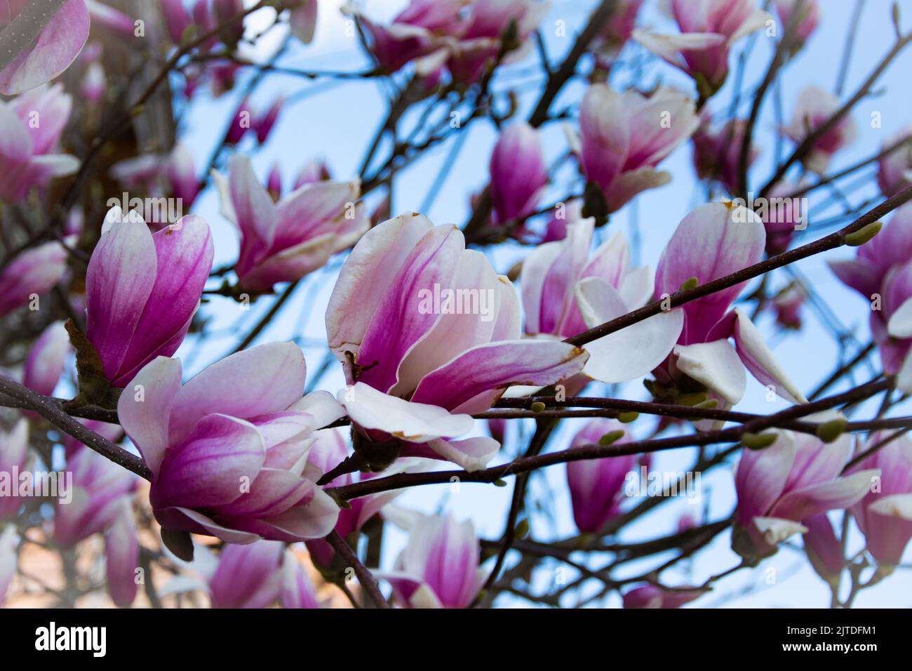 Tulipe pleine fleur Banque D'Images