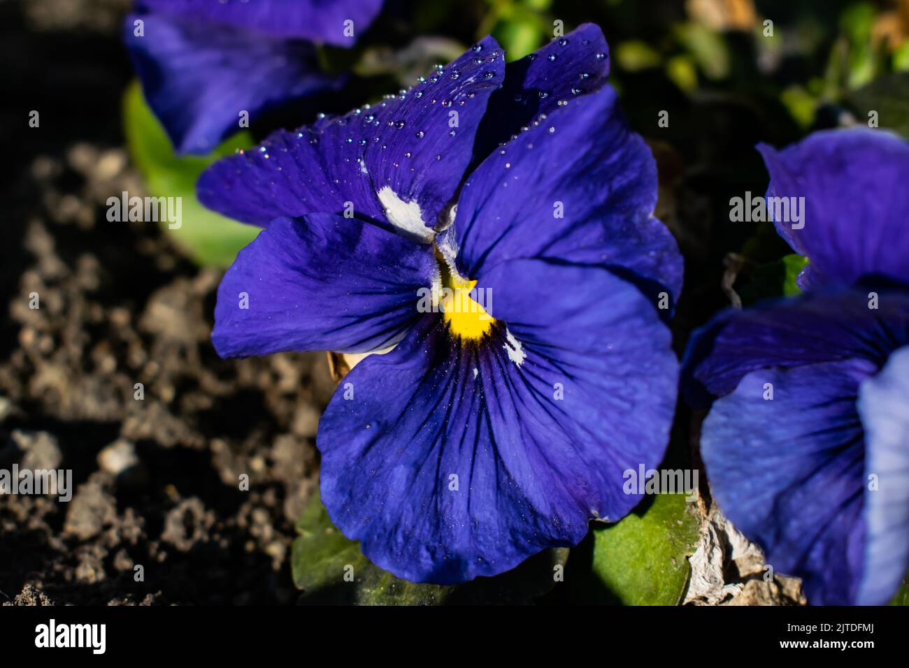 Fleurs de pansy bleu dans le jardin du parc public Banque D'Images