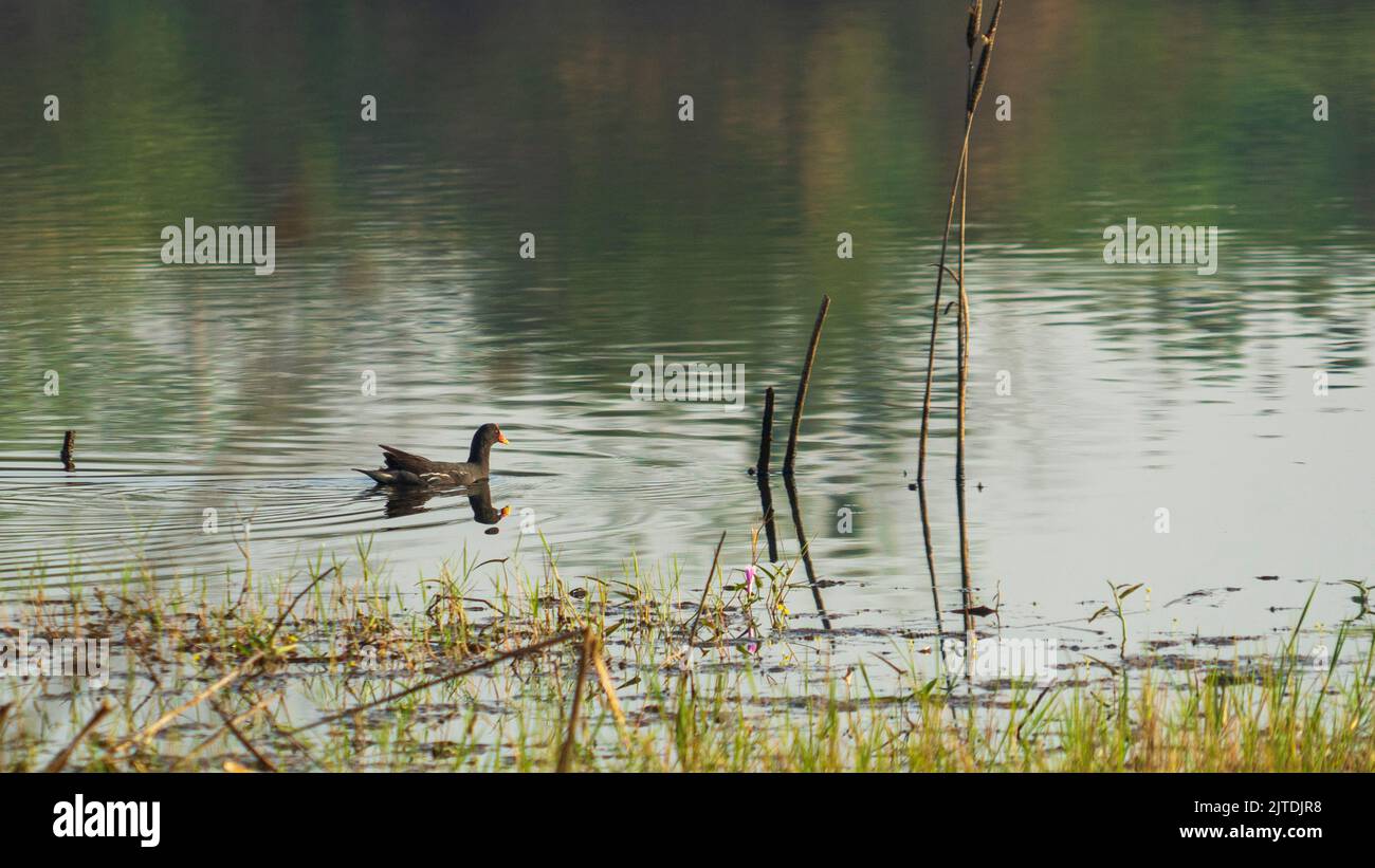 Canard colvert vivant dans la nature sur le lac lors d'une journée ensoleillée en Indonésie Banque D'Images