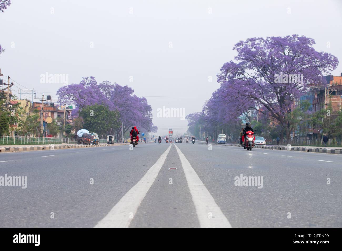 28th avril 2022. Katmandou, Népal. Belle fleur d'un arbre Jacaranda dans la route de la vallée de Katmandou. Banque D'Images