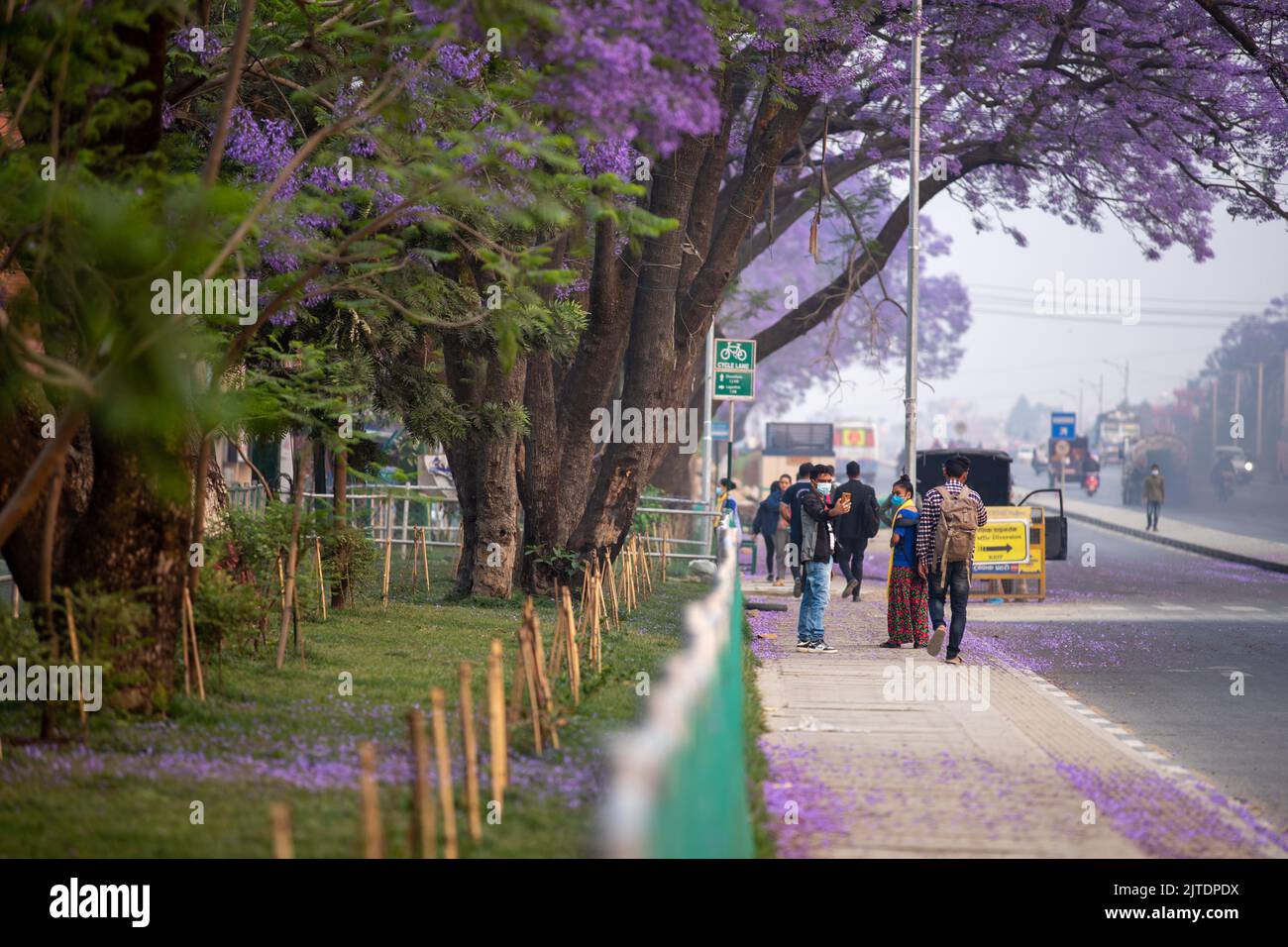 28th avril 2022. Katmandou, Népal. Belle fleur d'un arbre Jacaranda dans la route de la vallée de Katmandou. Banque D'Images