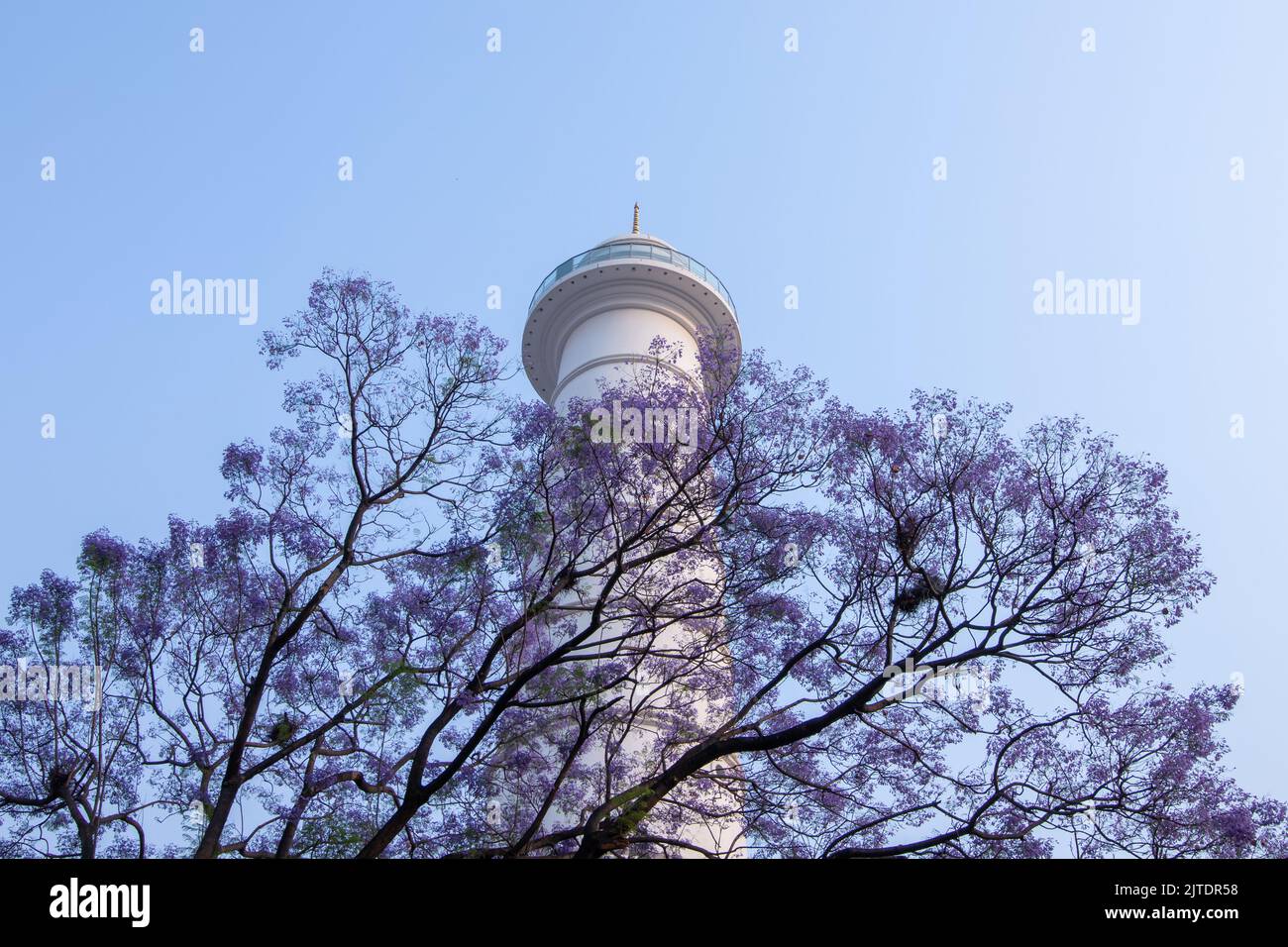 28th avril 2022. Katmandou, Népal. Belle fleur d'un arbre Jacaranda dans la route de la vallée de Katmandou. Banque D'Images