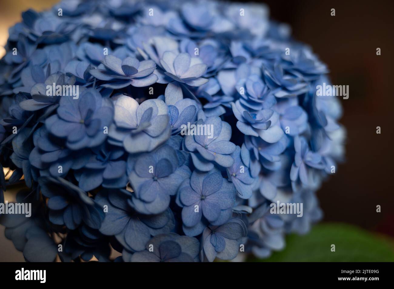 belle fleur d'hortensia bleu de printemps frais. Gros plan Banque D'Images