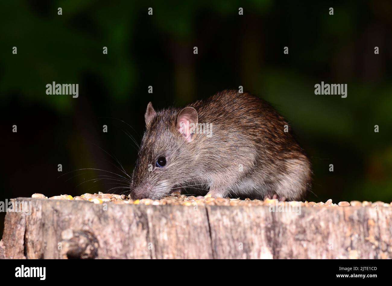 rat brun Banque D'Images