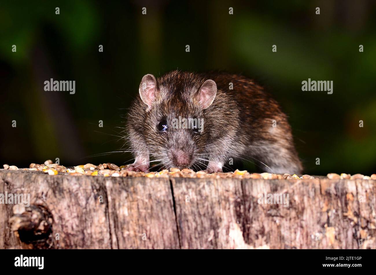 rat brun Banque D'Images