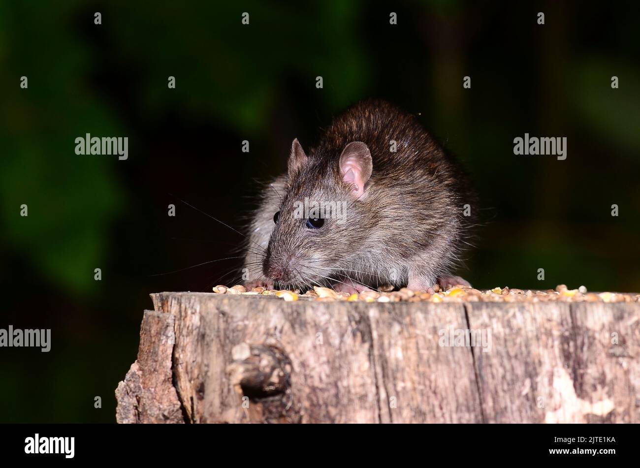 rat brun Banque D'Images