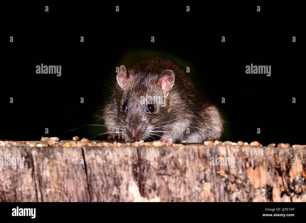 rat brun Banque D'Images