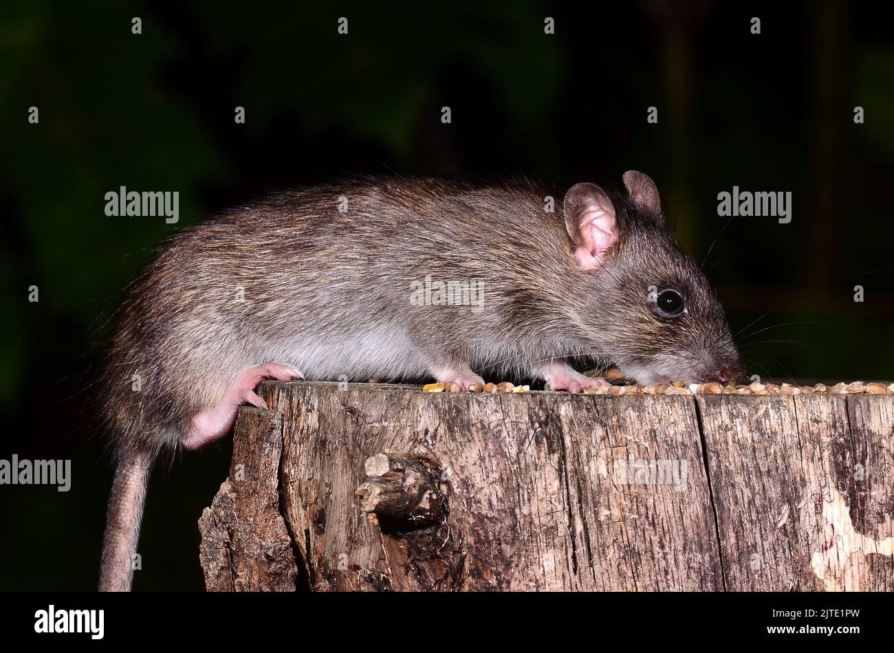 rat brun Banque D'Images