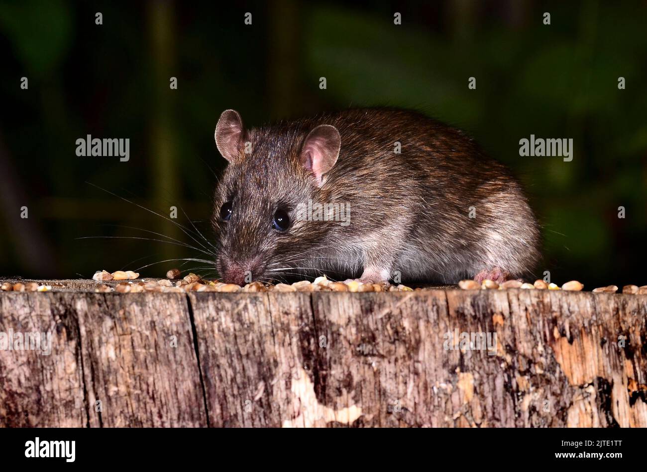 rat brun Banque D'Images