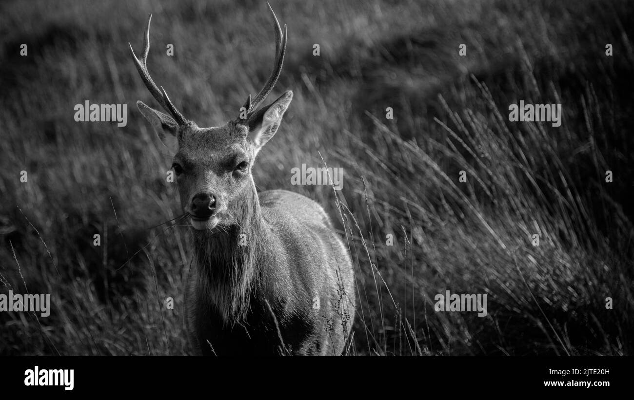 Une photo en échelle de gris d'un cerf dans l'habitat naturel de l'Irlande Banque D'Images