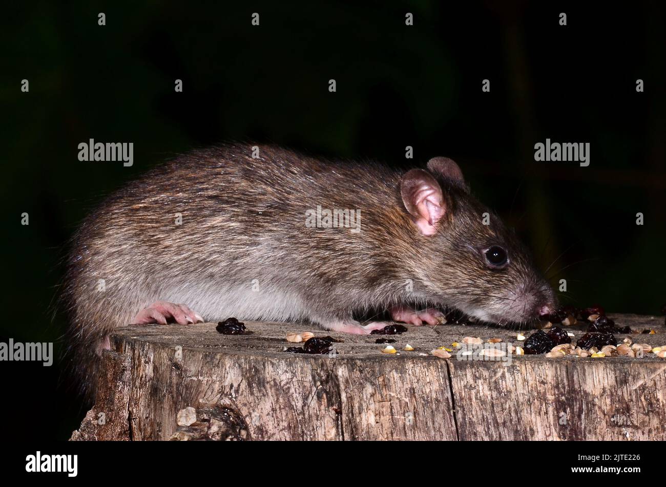 rat brun Banque D'Images