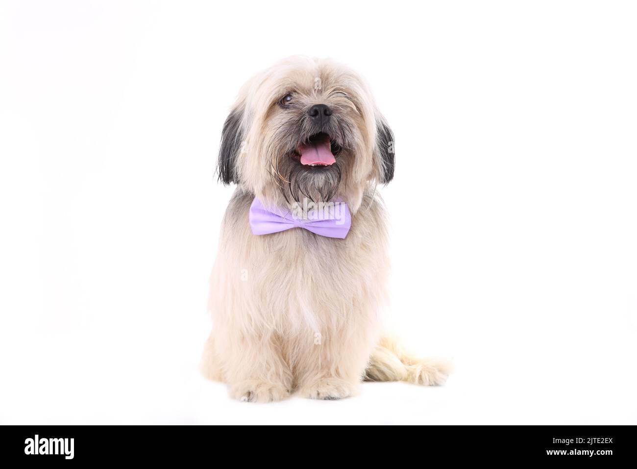 Chien Shih Tzu isolé sur fond blanc. Chien avec noeud papillon isolé sur un blanc Banque D'Images