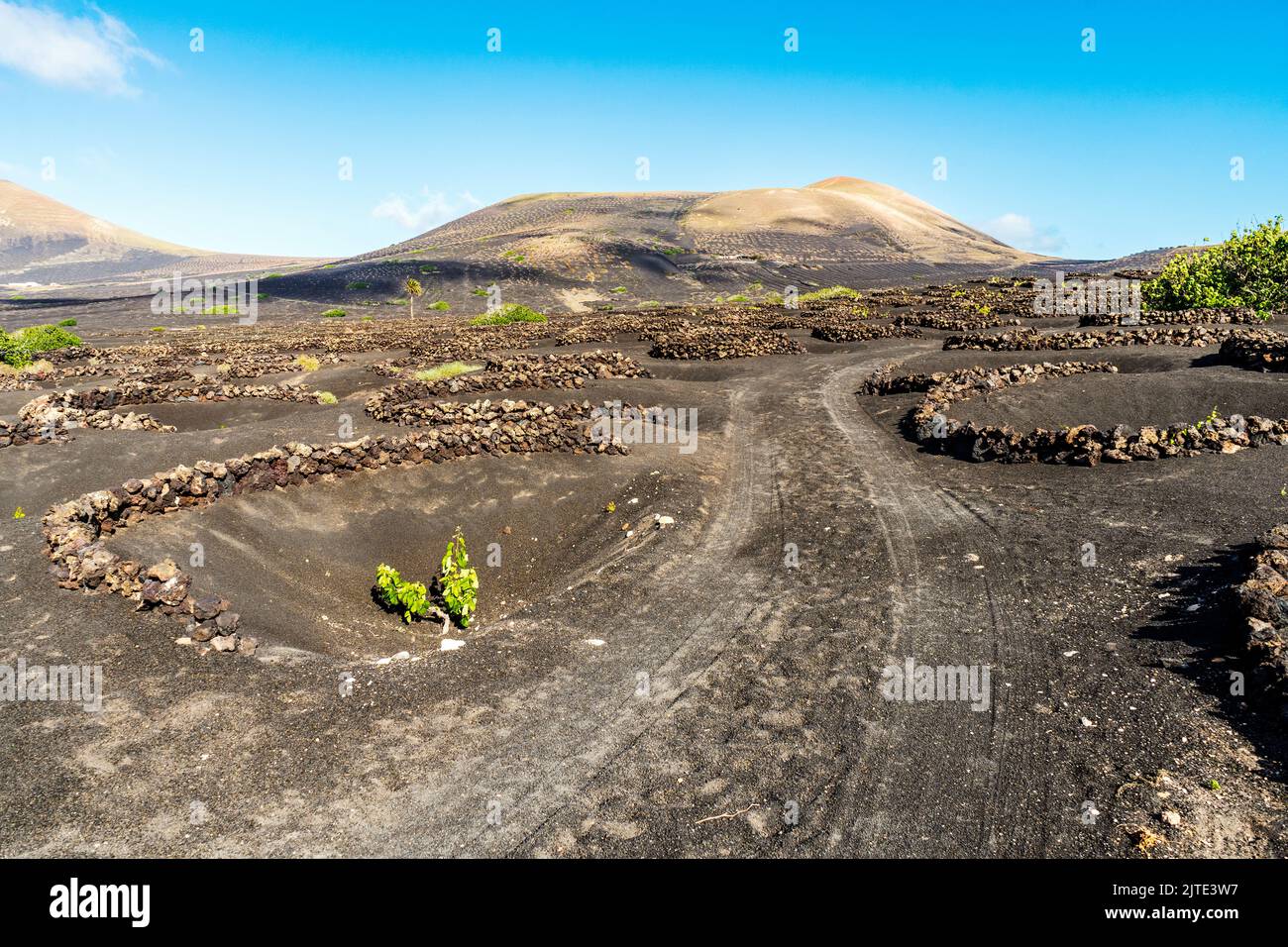 Grapevine sur sol volcanique noir dans les vignobles de la Geria, Lanzarote, îles Canaries, Espagne Banque D'Images