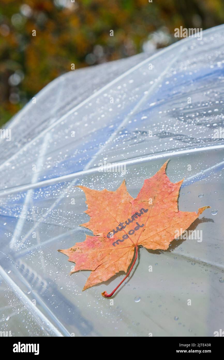 Gros plan parapluie transparent avec feuilles texte d'ambiance d'automne  gouttes d'eau sous la pluie avec des feuilles d'arbre orange vert sur le  fond d'automne flou Photo Stock - Alamy