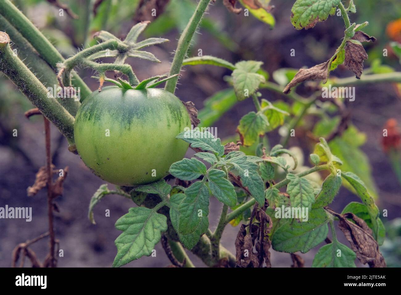 La tomate grandit dans un jardin rustique. Tomate verte biologique dans l'agriculture et la récolte. La culture de légumes à la maison. Banque D'Images