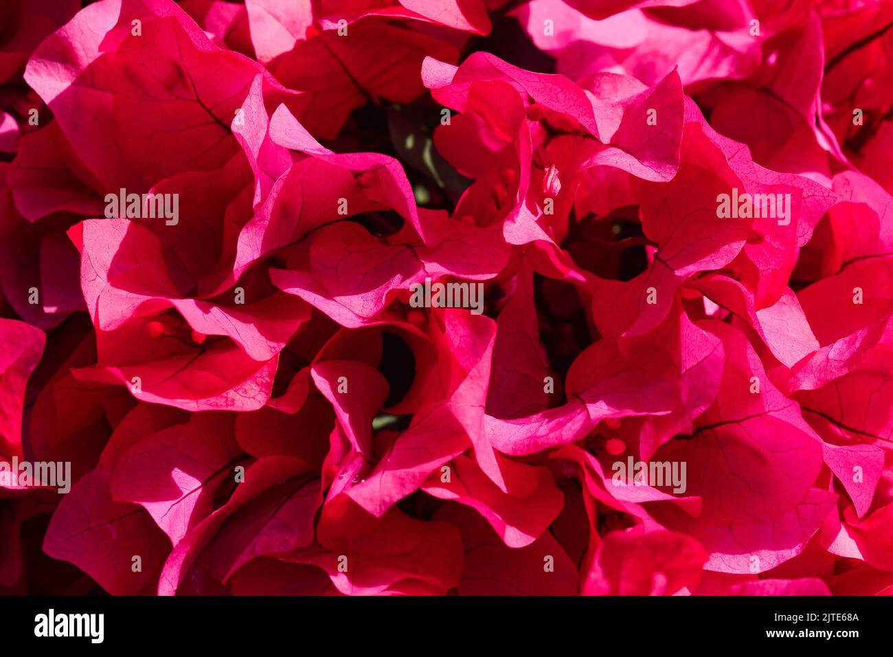 Pétales de bractées aux fleurs Primavera, rose éclatant (Bougainvillea) Banque D'Images