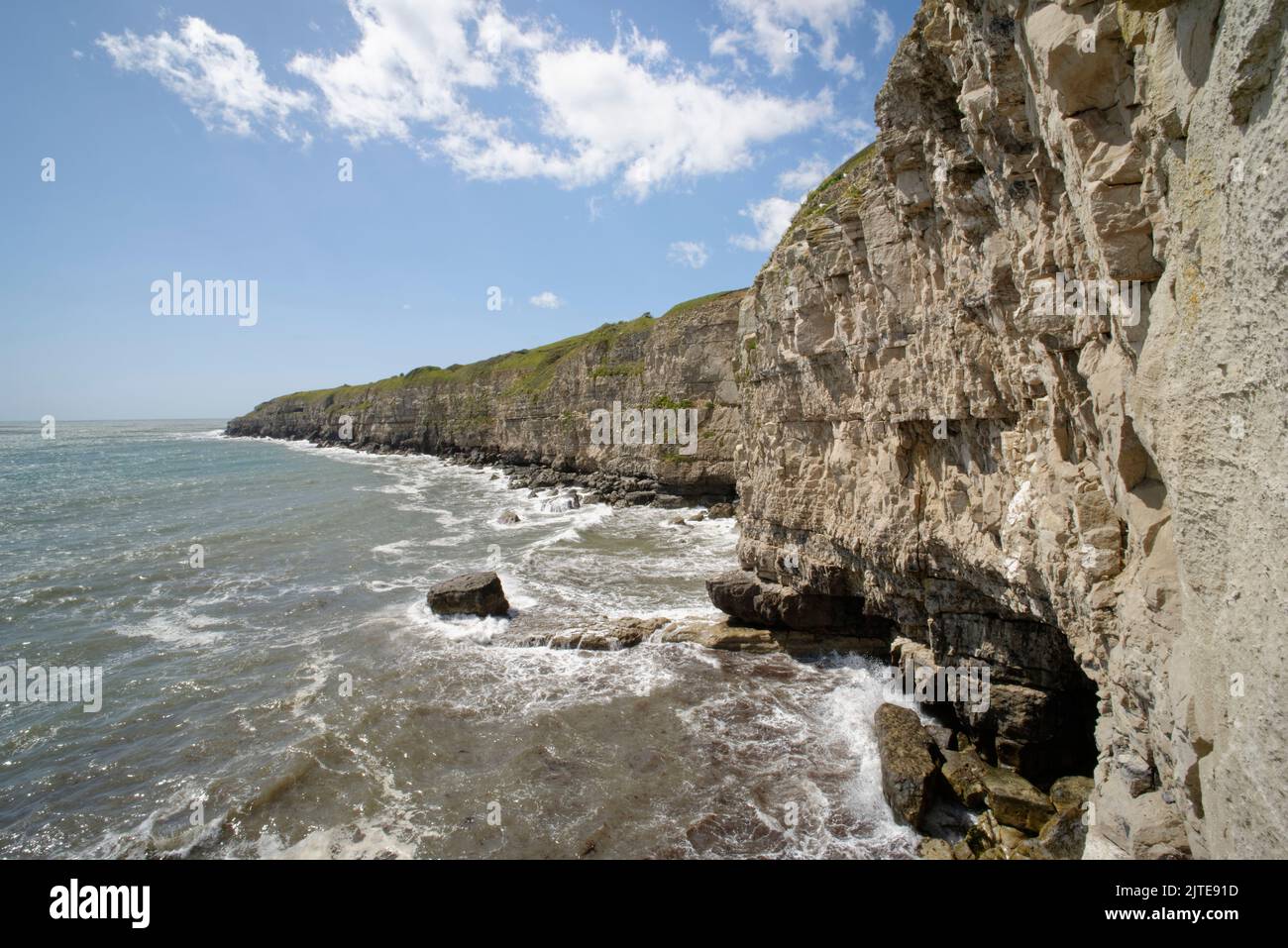 Vue le long des falaises côtières en pierre de Portland, de Winspit à St. Alban’s Head, près de Swanage, Dorset, Royaume-Uni, mai. Banque D'Images