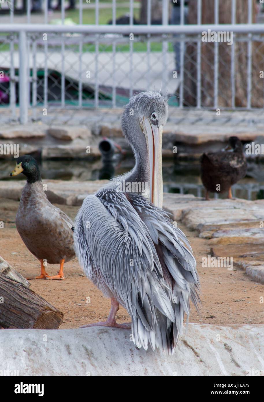 Peter Pelican blanc et gris dans le parc zoologique de Riyad Banque D'Images